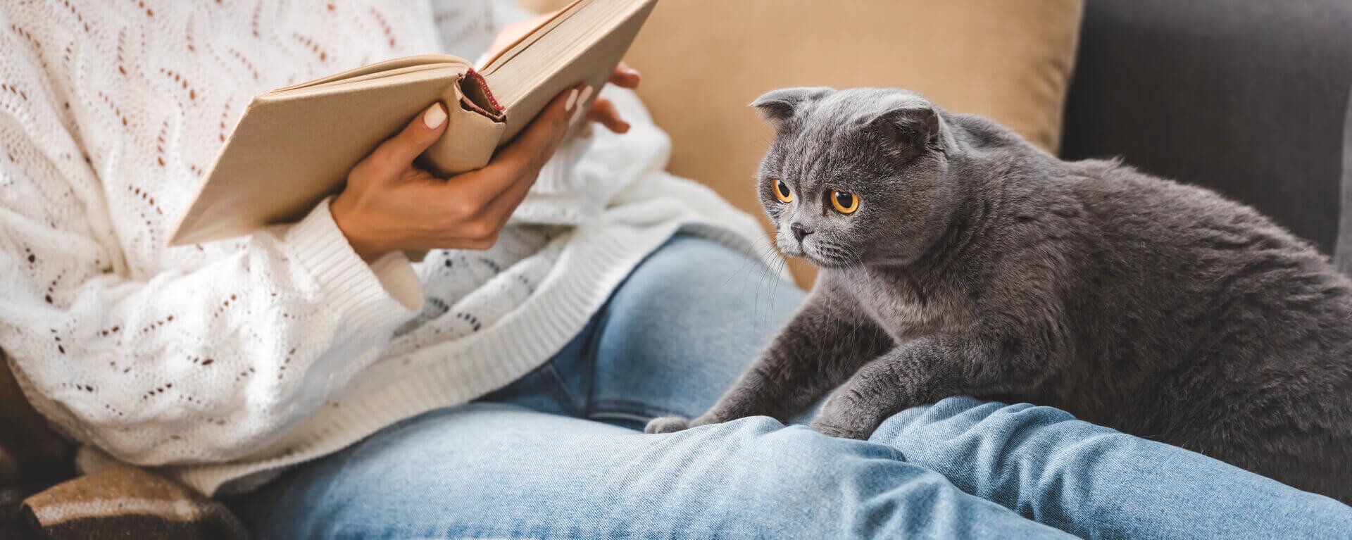 домашние животные коты и кошки